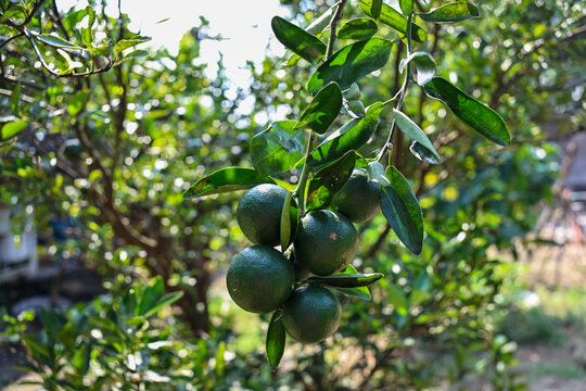 
A bunch of unripe oranges on the tree.