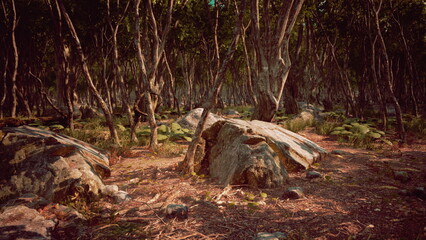 In a serene forest setting, tall trees surround large, weathered stones. Sunlight filters through the leaves, casting dappled shadows on the forest floor. Nature thrives in its peaceful beauty.