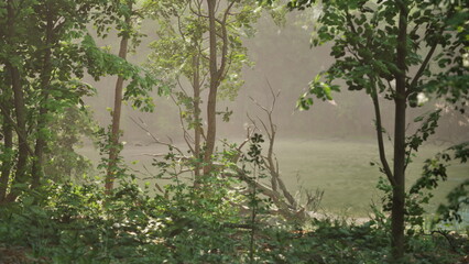 Naklejka premium Sunlight gently streams through the lush green leaves, creating a serene atmosphere in the forest. A tranquil pond reflects the beauty of nature, offering a moment of quiet reflection.