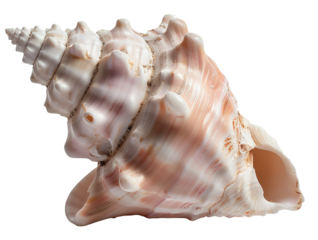 A large shell sits on a white surface, showcasing its spiral shape and intricate texture. The shell displays shades of pink and cream, highlighting natural marine features