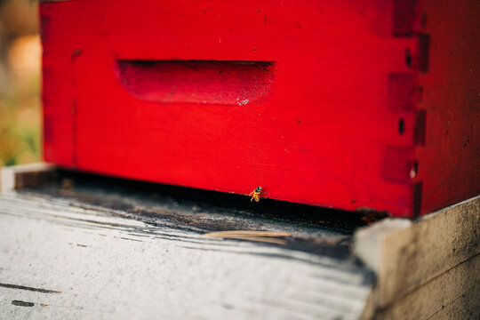 Close-up of bee flying near red wooden beehive entrance