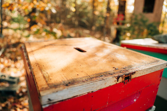 Close-up of a wooden beehive box in a sunlit autumn forest