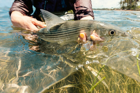Angler hold bonefish in turtle grass
