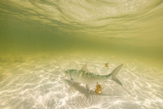 Underwater detail photo of bonefish