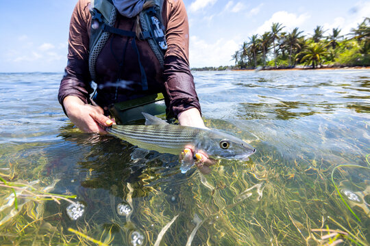 Angler holds a bone fish in turtle grass