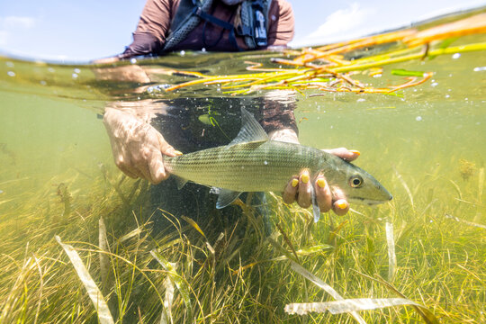 Fly Angler releases bonefish underwater