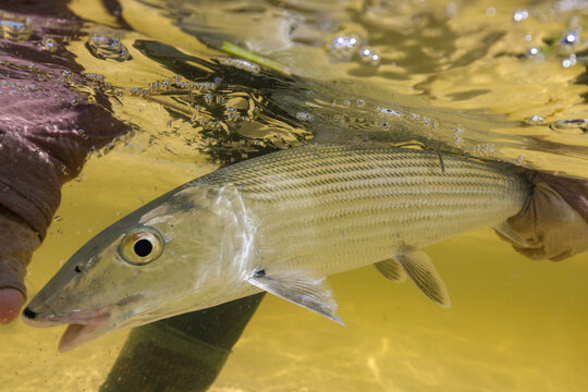 Fly angler holds bonefish underwater