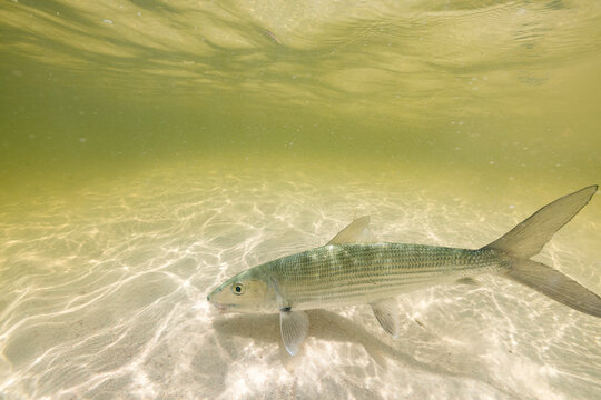 Underwater detail photo of bonefish