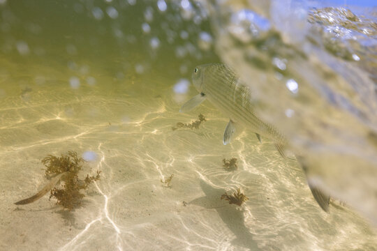 Underwater detail photo of bonefish
