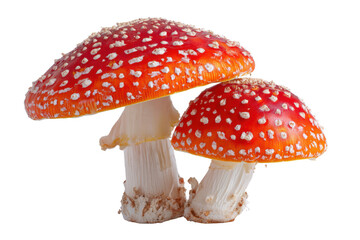 Two red and white spotted fly agaric mushrooms on black background amanita muscaria