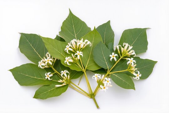 Illustration of sacred fig leaves and flowers for traditional offerings, Asian cultural illustration, isolated on white.