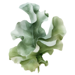 Fototapeta premium A sea lettuce leaf is cut out and placed on a transparent background. This cut-out can be used in design, art, and other creative works. The leaf showcases its unique shape and texture