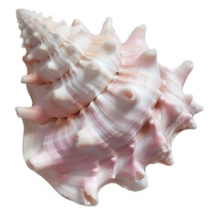 Obraz premium Seashell displays a spiral form on a clean white background. The shell has a natural texture and color that shows its unique shape and features clearly