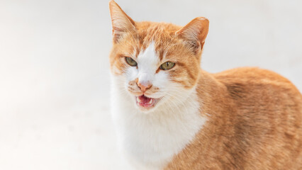 Orange and White Cat with Open Mouth on White Background