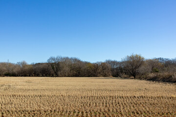冬の田んぼ