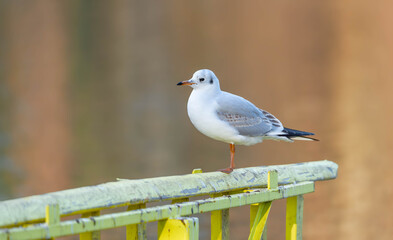 Portrait ofa Seagull with orange Background in Winter 2025 High quality photo