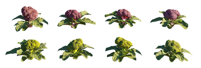 Fototapeta premium 3D purple and yellow Broccoli objects isolated PNG on a transparent background premium nature cutout