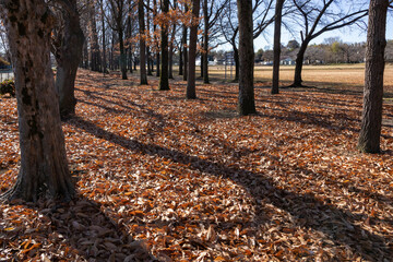 落ち葉で埋め尽くされた初冬の大間木公園
