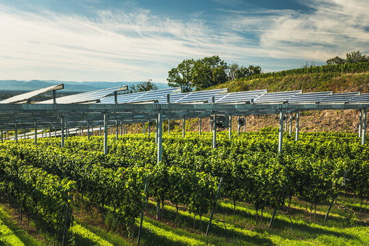 Agrivoltaic solar panels above vineyard rows in the Kaiserstuhl wine region, Germany. Sustainable agriculture, climate adaptation, and dual land use combining viticulture with clean energy production.