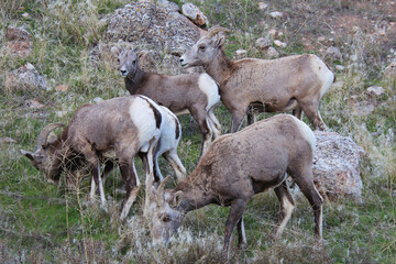 Herd of Bighorn Sheep Grazing near Barry's Landing in Bighorn Canyon National Recreation Area in Montana.