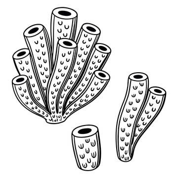 Detailed black and white line art illustration of tubular sea sponges