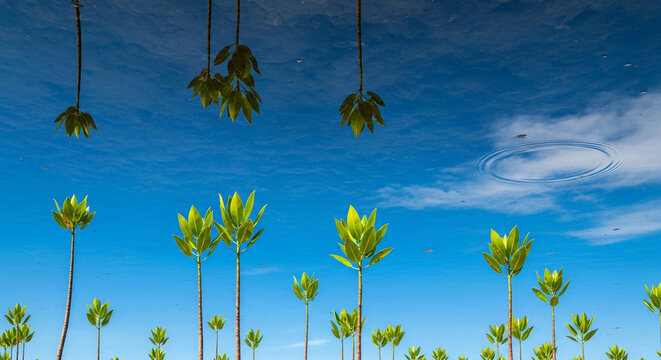 Upside down reflection of palm trees against a bright blue sky with clouds, creating an abstract and surreal visual