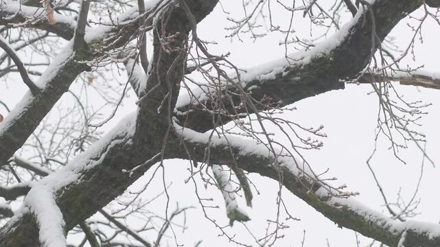 Playful white-bellied squirrel jumping from one branch to another on a snowy winter day.