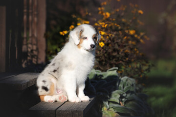 Fototapeta premium A beautiful Australian Shepherd puppy in the garden