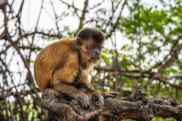 Little monkeys at the broom village in Vassouras, Barreirinhas, Maranhao, Brazil