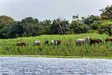 Boot trip on the Jari Canal at Alter do Chao, Santarem District, Para State, Brazil. Natural landscape of flooded areas