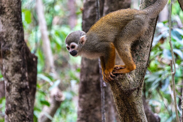 Guianan squirrel monkey, Saimiri sciureus at the sloth path on the Jari Canal at Alter do Chao, Santarem, Para, Brazil