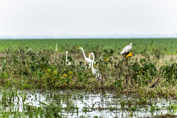 Great egret, Ardea alba at the Jari Canal at Alter do Chao, Santarem District, Para State, Brazil.