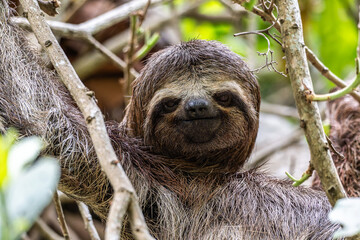 Brown-throated sloth, Bradypus variegatus at the sloth path on the Jari Canal at Alter do Chao, Santarem, Para, Brazil