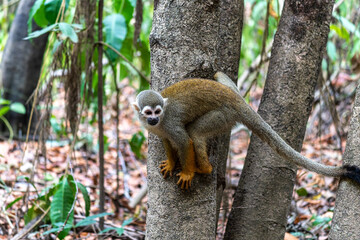 Obraz premium Guianan squirrel monkey, Saimiri sciureus at the sloth path on the Jari Canal at Alter do Chao, Santarem, Para, Brazil