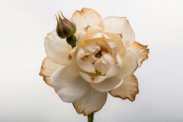 Cream Rose Blossom Isolated, Elegant Floral Close-Up