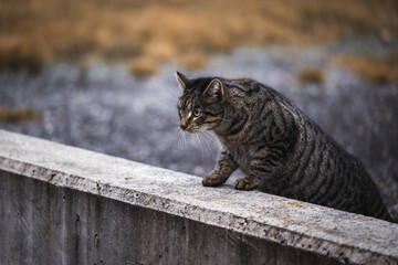 Beautiful black and brown mackerel tabby cat on a wall in an autumnal landscape