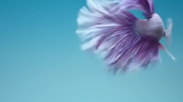 Elegant siamese fighting fish displaying flowing fins against blue background