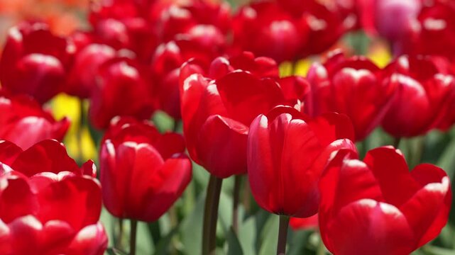 Tulips background. Spring banner. Tulip as a natural spring wallpaper. Beauty tulips in a romantic nature scene. Spring holiday design. Tulips with vivid natural red colors.