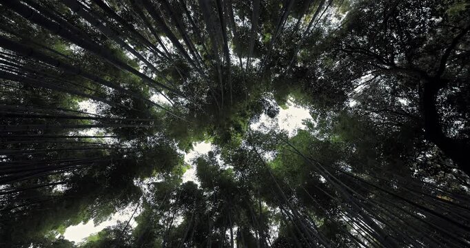 Upward looking frame in Kyoto Arashiyama bamboo grove shows green crowns moving gently in the wind, while the still camera observes soft morning light breaking through the canopy