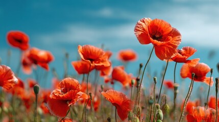 Obraz premium Field of red poppies under a clear blue sky
