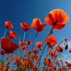 Naklejka premium Vibrant red poppies bloom against a clear blue sky, viewed from a low angle.