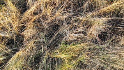 Dry Grass Texture Background With Natural Wild Vegetation Pattern