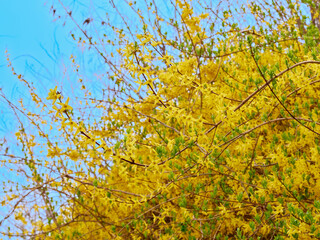 Forsythia with yellow flowers in spring