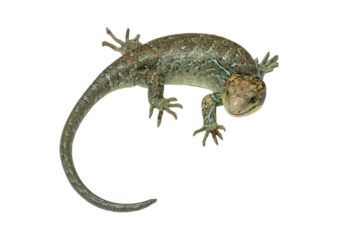 Solomon Islands skink, also known as Monkey-Tailed Skink (Corucia zebrata). This arboreal lizard native to Solomon Islands.