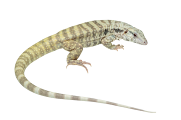 The Albino Blue Tegu is a captively bred tegu morph of Salvator merianae specific for its striking light and blue-tinged appearance.