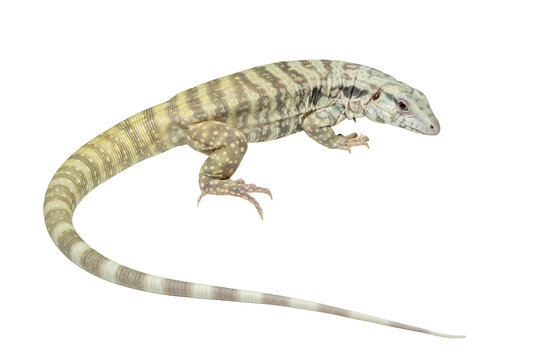 The Albino Blue Tegu is a captively bred tegu morph of Salvator merianae specific for its striking light and blue-tinged appearance.