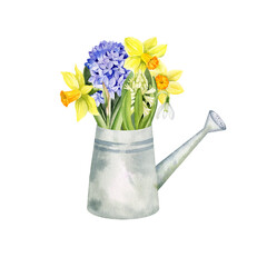 spring flowers in garden watering can, hand drawn watercolor daffodils, narcissus, blue hyacinths, spring Easter illustration of primroses bouquet, snowdrops for party decoration, greeting card