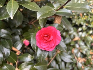 Close-up of a single vibrant red Sasanqua Camellia flower blooming among green leaves in a garden hedge in winter.