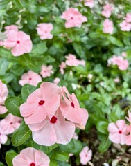 Close-up of beautiful pink Catharanthus roseus (Madagascar Periwinkle) flowers blooming in a garden bed with green leaves.
