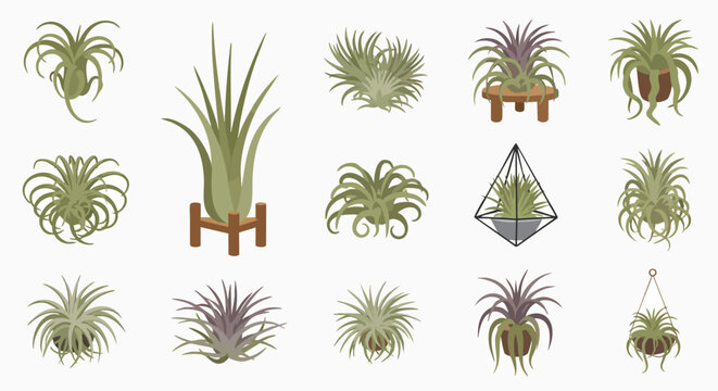 Stylized vector illustrations of various air plants Tillandsia collection tillandsia houseplant botanical plant decor terrarium succulent